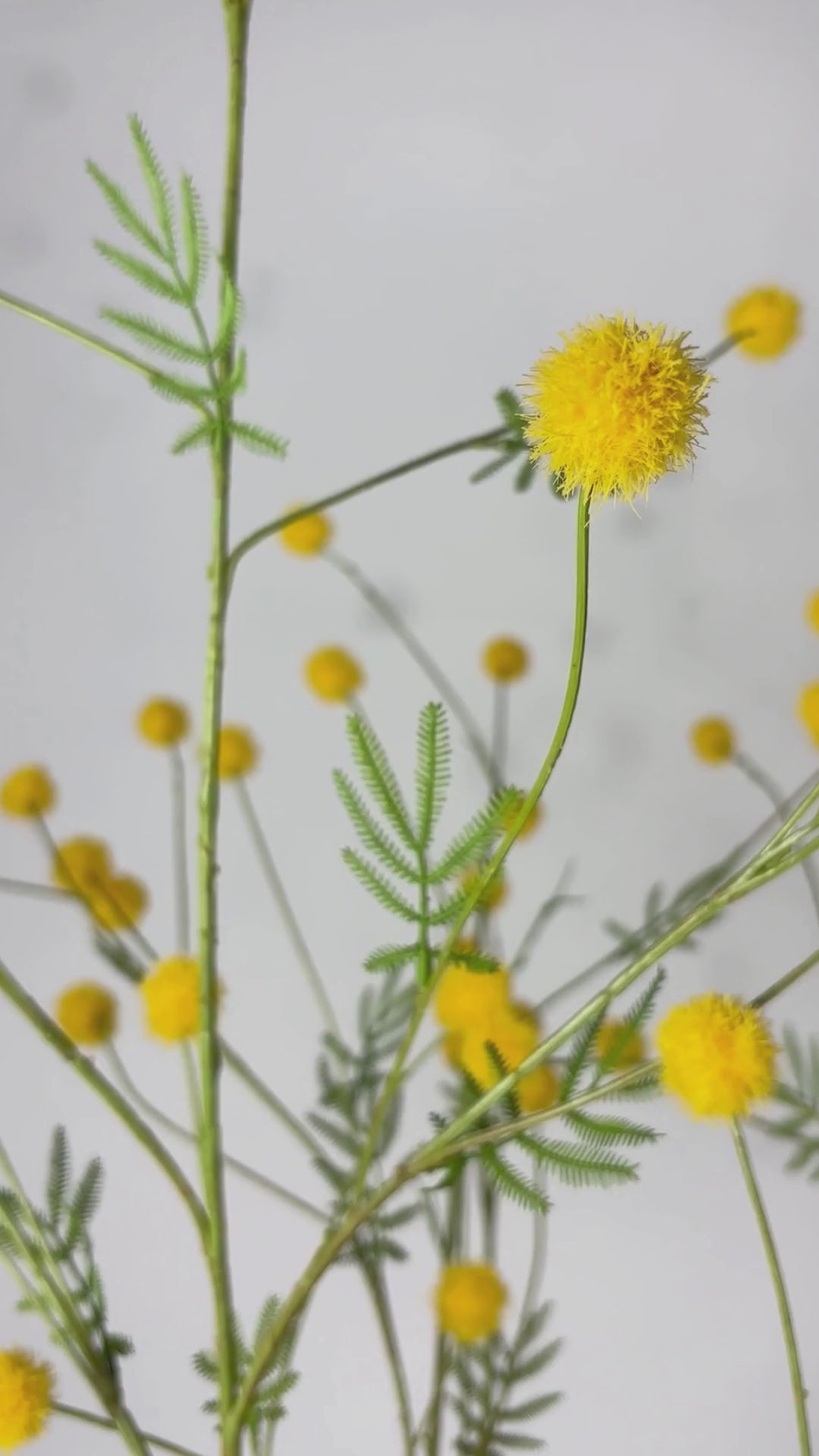 Load video: Mimosa branch 106 cm 1 pc. - Artificial branch