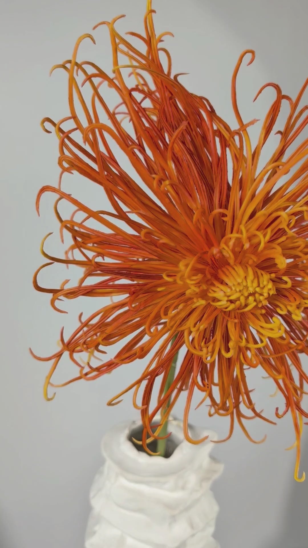Load video: Spider Chrysanthemum 92 cm 1 pc. - Artificial Flower