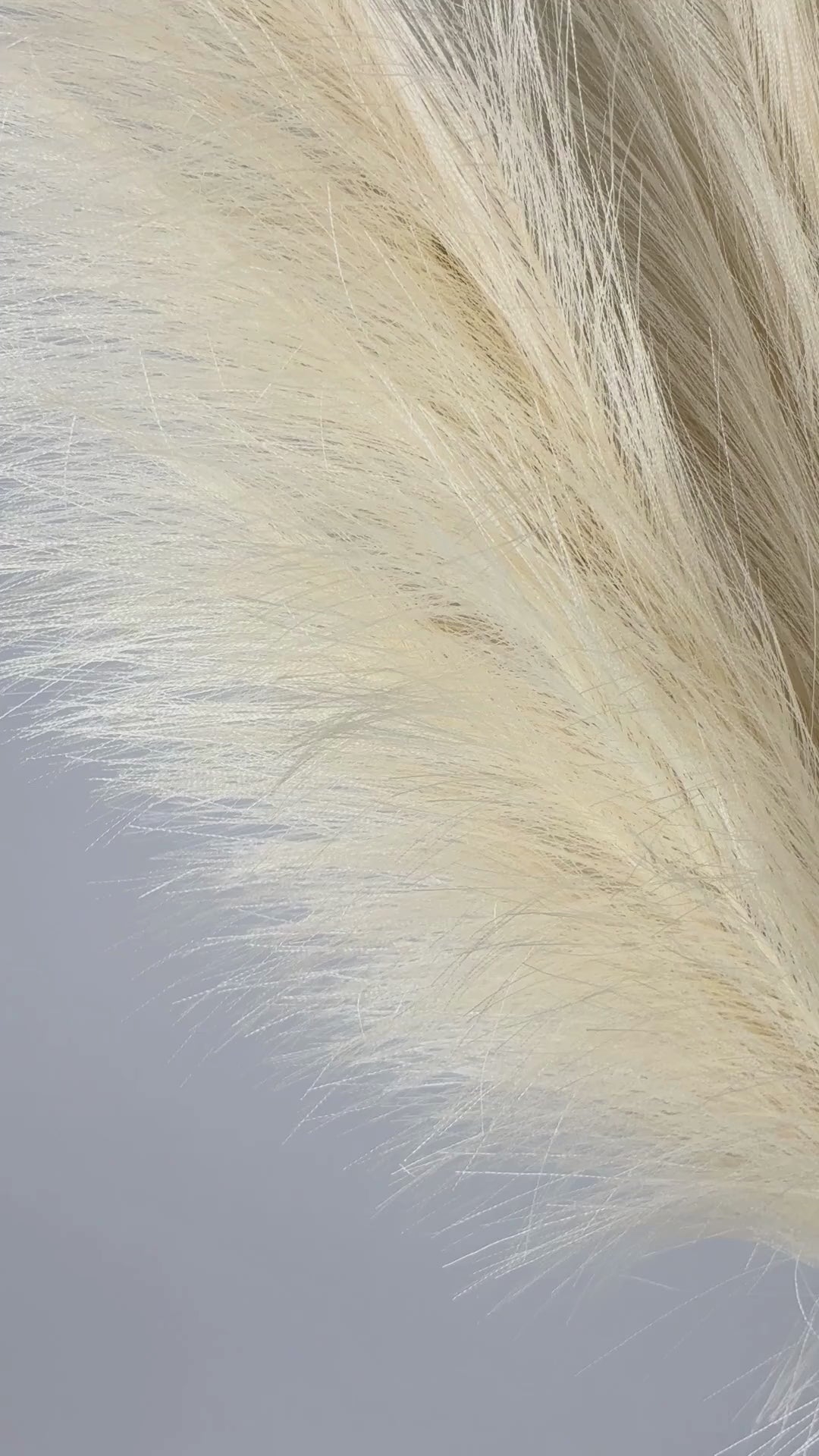 Video laden: Pampas 115 cm 1 Stk. - Kunstzweig