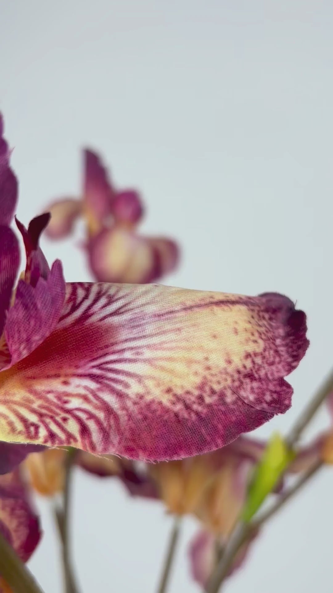 Video laden: Schwertlilie 80 cm 1 Stk. - Kunstblume