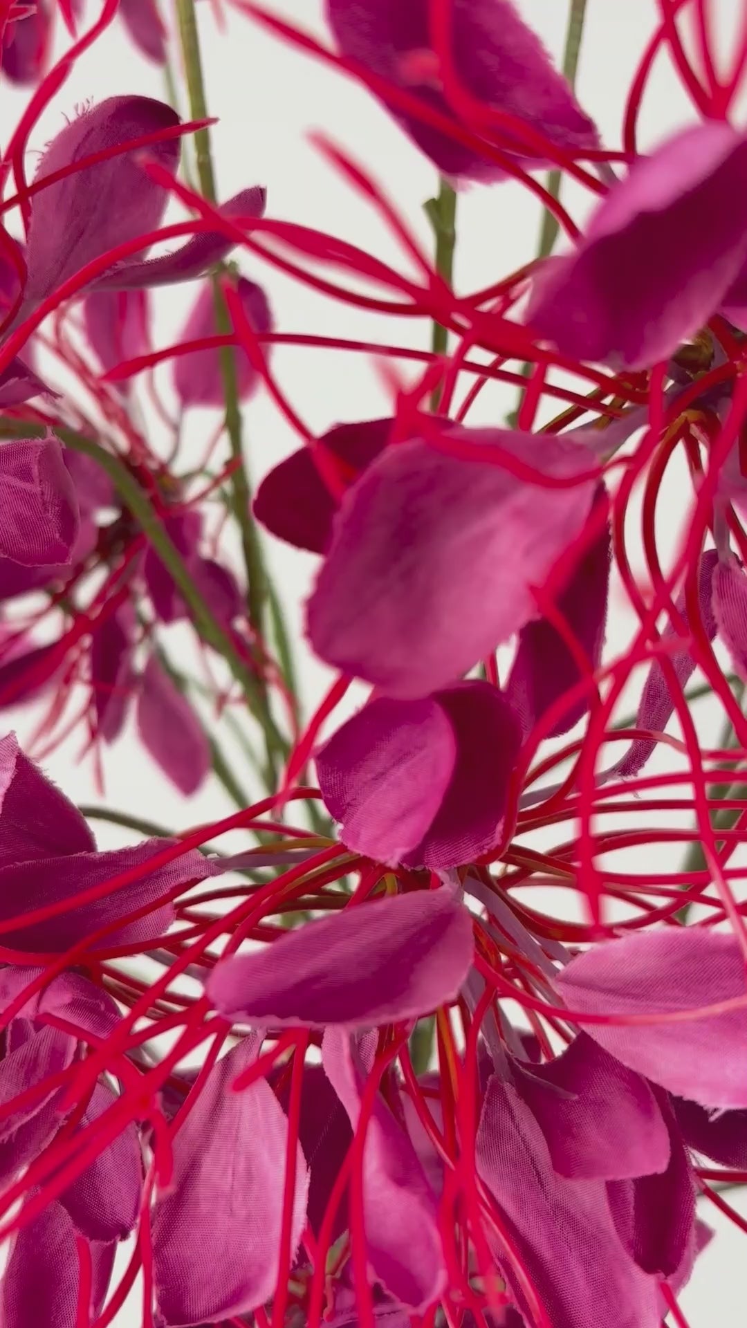 Load video: Spider Flower 94 cm 1 pc. - Artificial flower