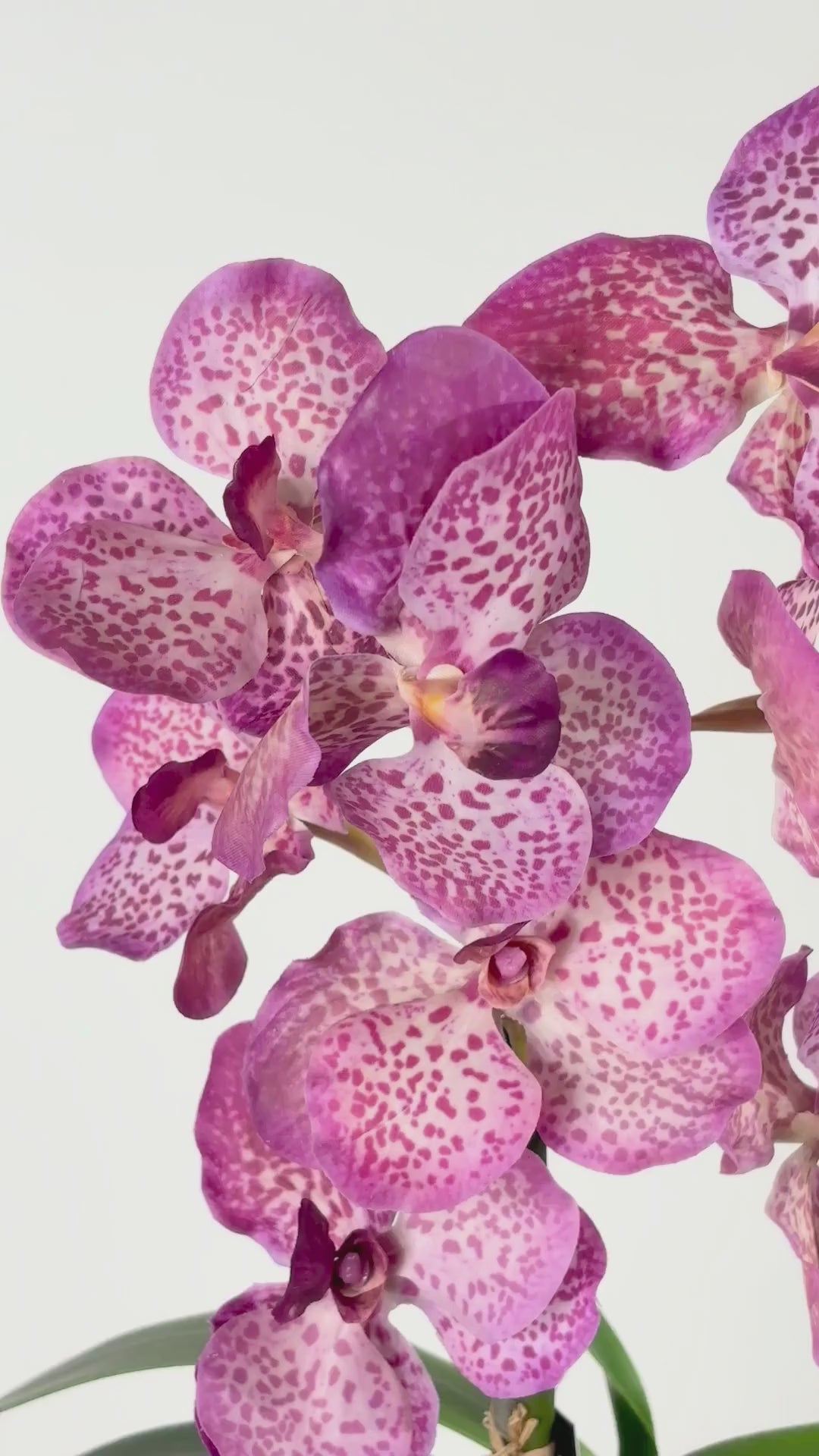 Charger la vidéo : Orchidée avec vase en verre – Taille M