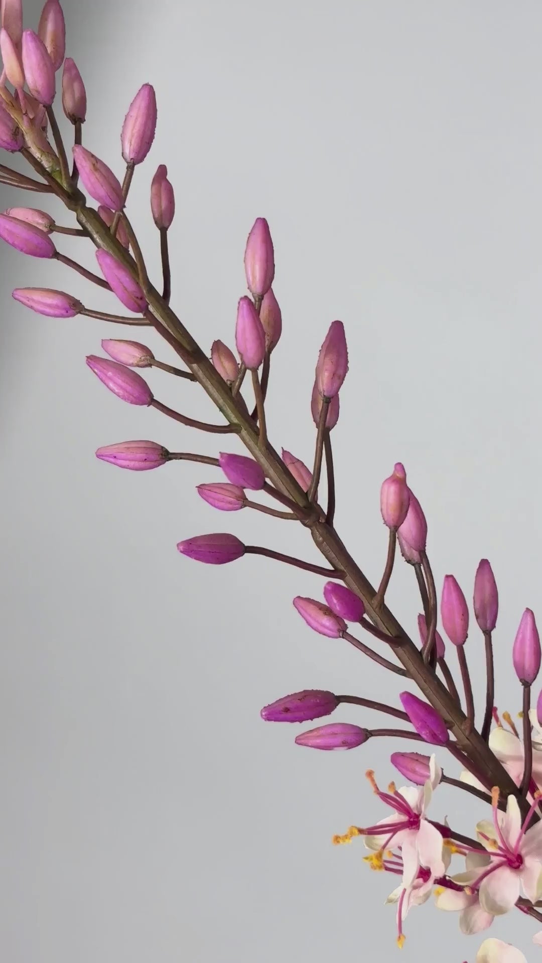 Charger la vidéo : Steppenkerze 107 cm 1 Stk.- Kunstblume