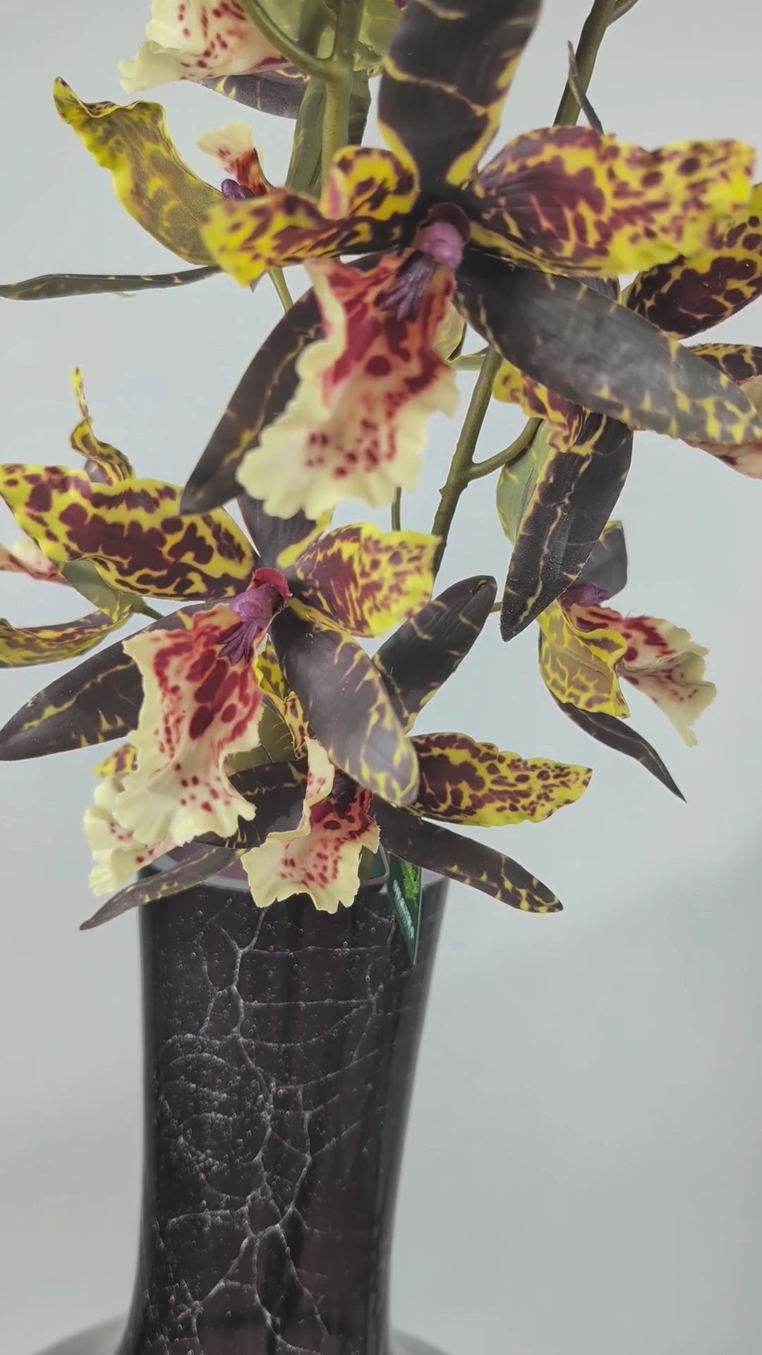 Load video: Orchid 109 cm 1 pc. - Artificial flower