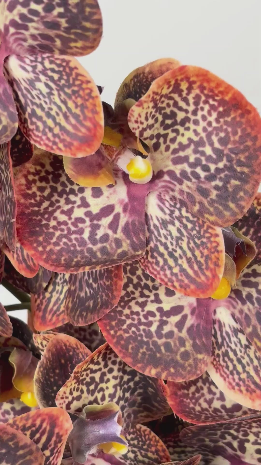 Charger la vidéo : Orchidée papillon 111 cm 1 pièce - Fleur artificielle