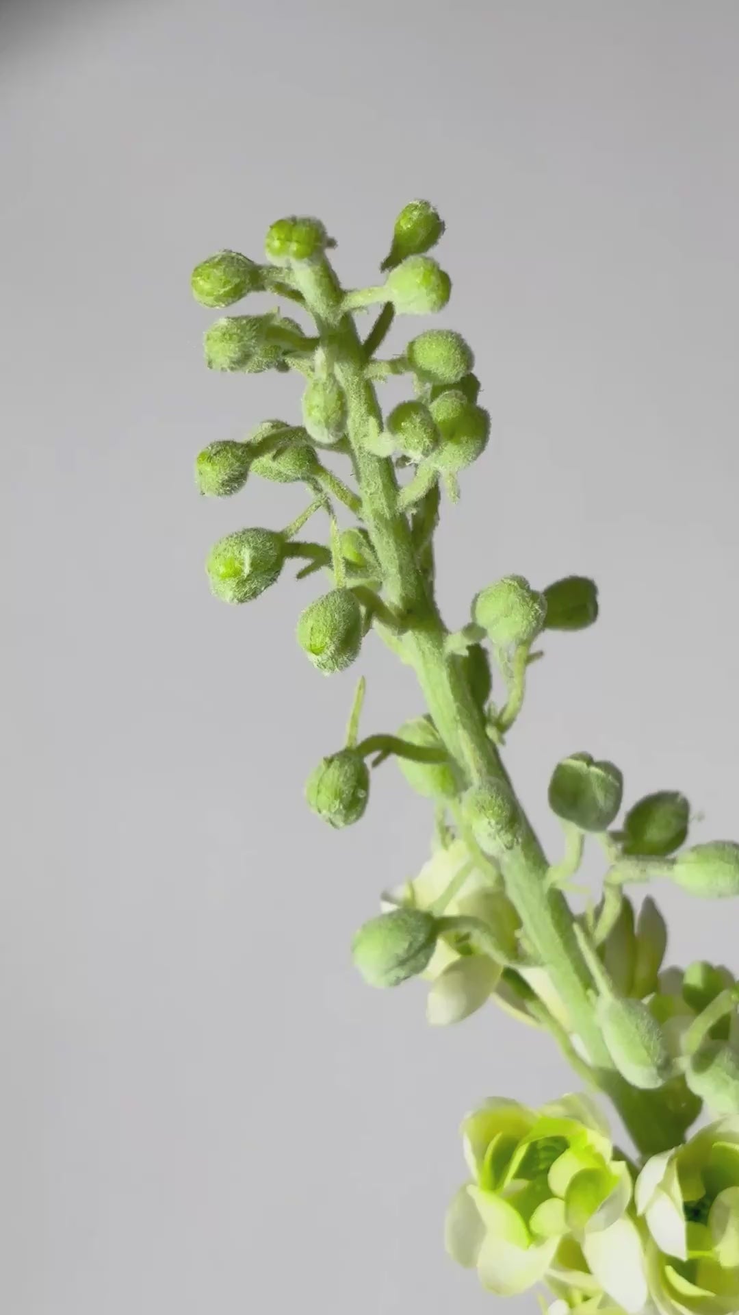 Video laden: Rittersporn 135 cm 1 Stk. - Kunstblume