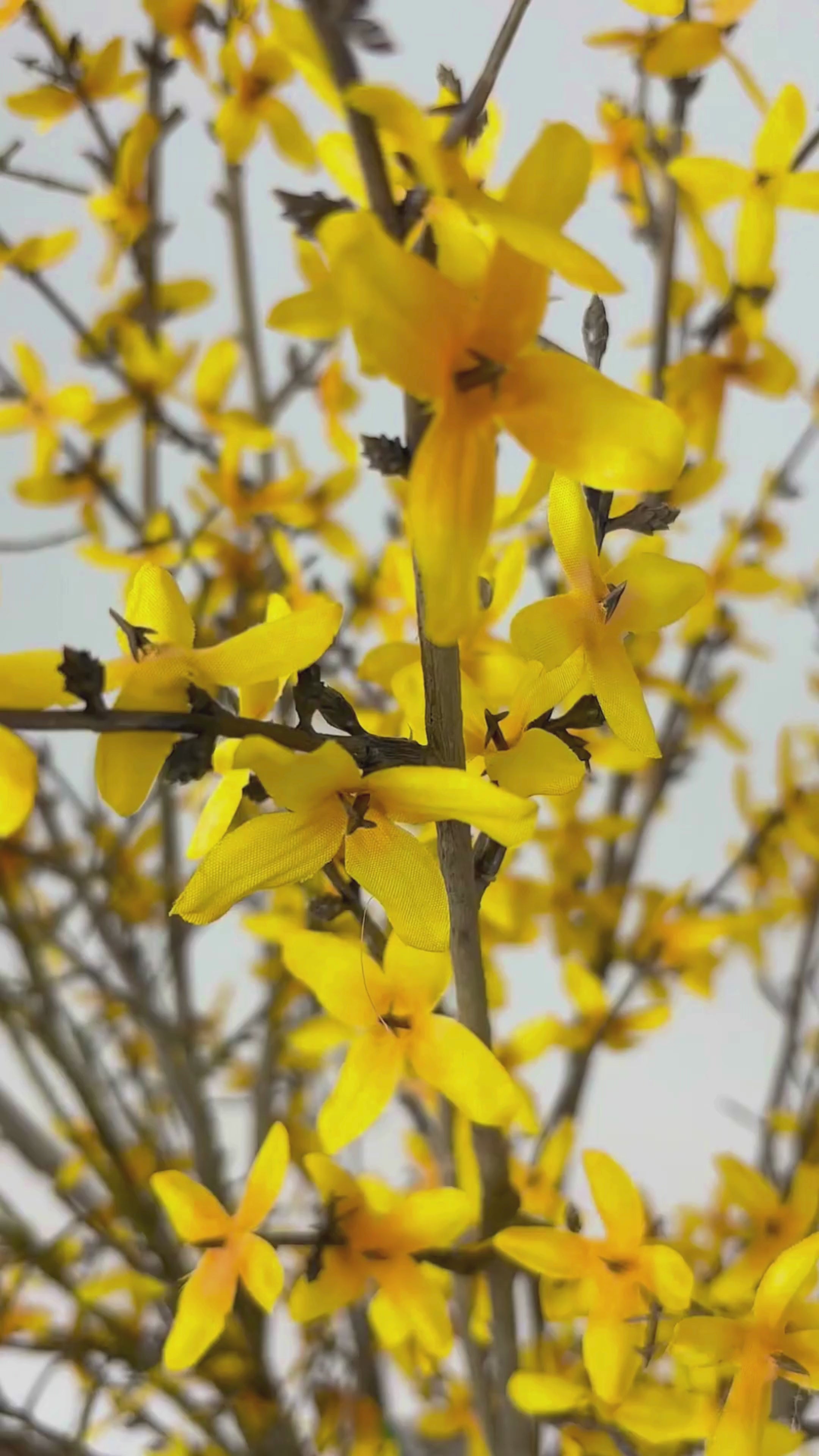 Video laden: Forsythien-Zweig 110 cm 1 Stk. - Kunstzweig