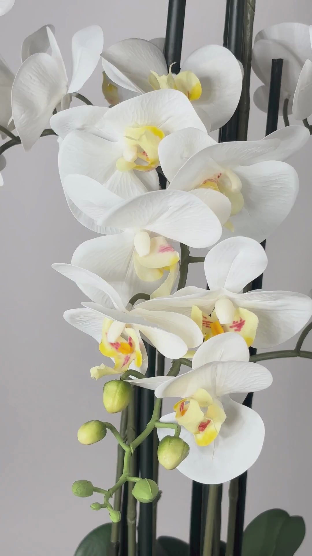 Video laden: Orchidee inkl. Topf – Grösse L