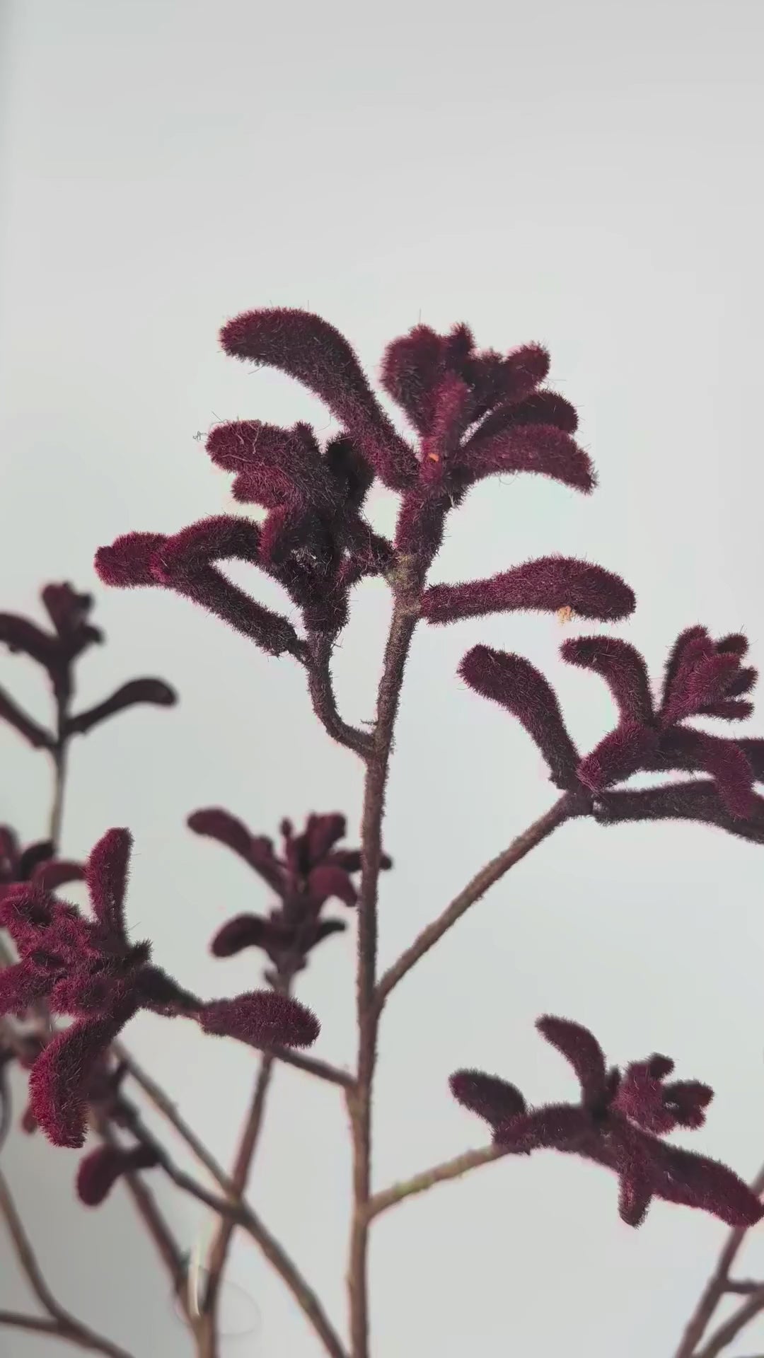 Load video: Kangaroo Paw Branch 85 cm 1 pc. - Artificial Branch