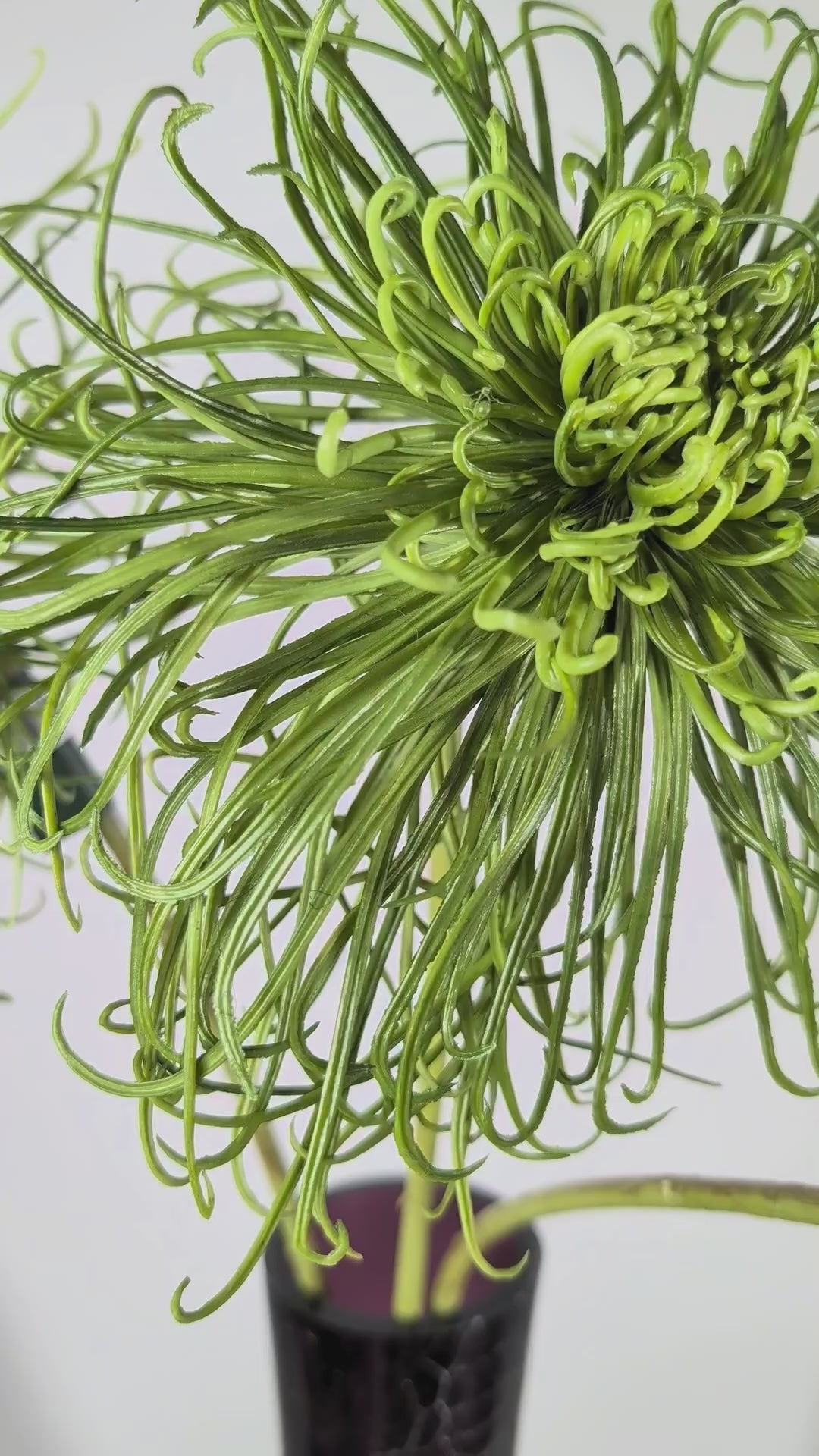 Load video: Spider Chrysanthemum 92 cm 1 pc. - Artificial Flower