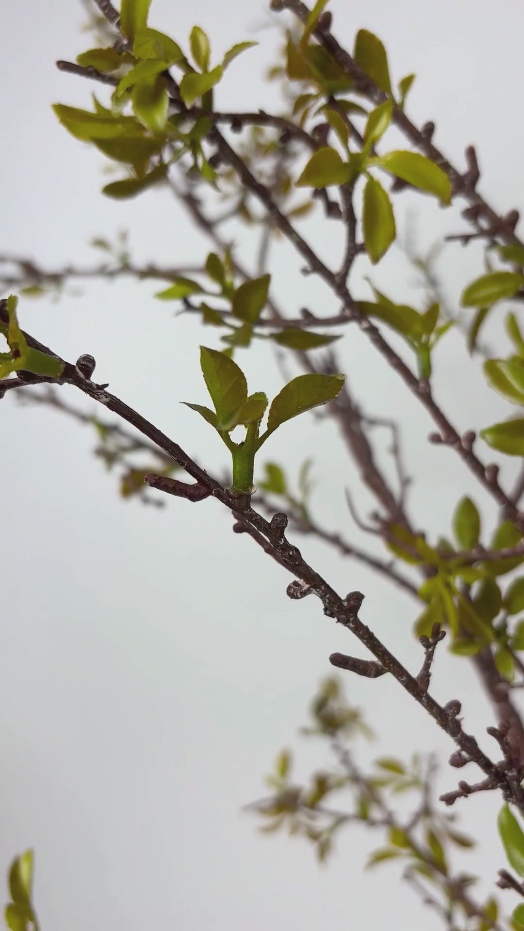 Load video: Blossom branch 147 cm 1 pc. - Artificial branch