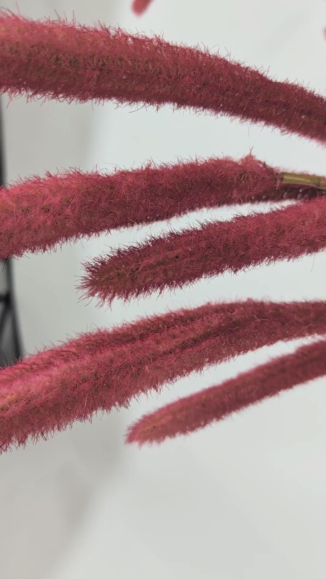 Load video: Foxtail 140 cm 1 pc. - Artificial branch