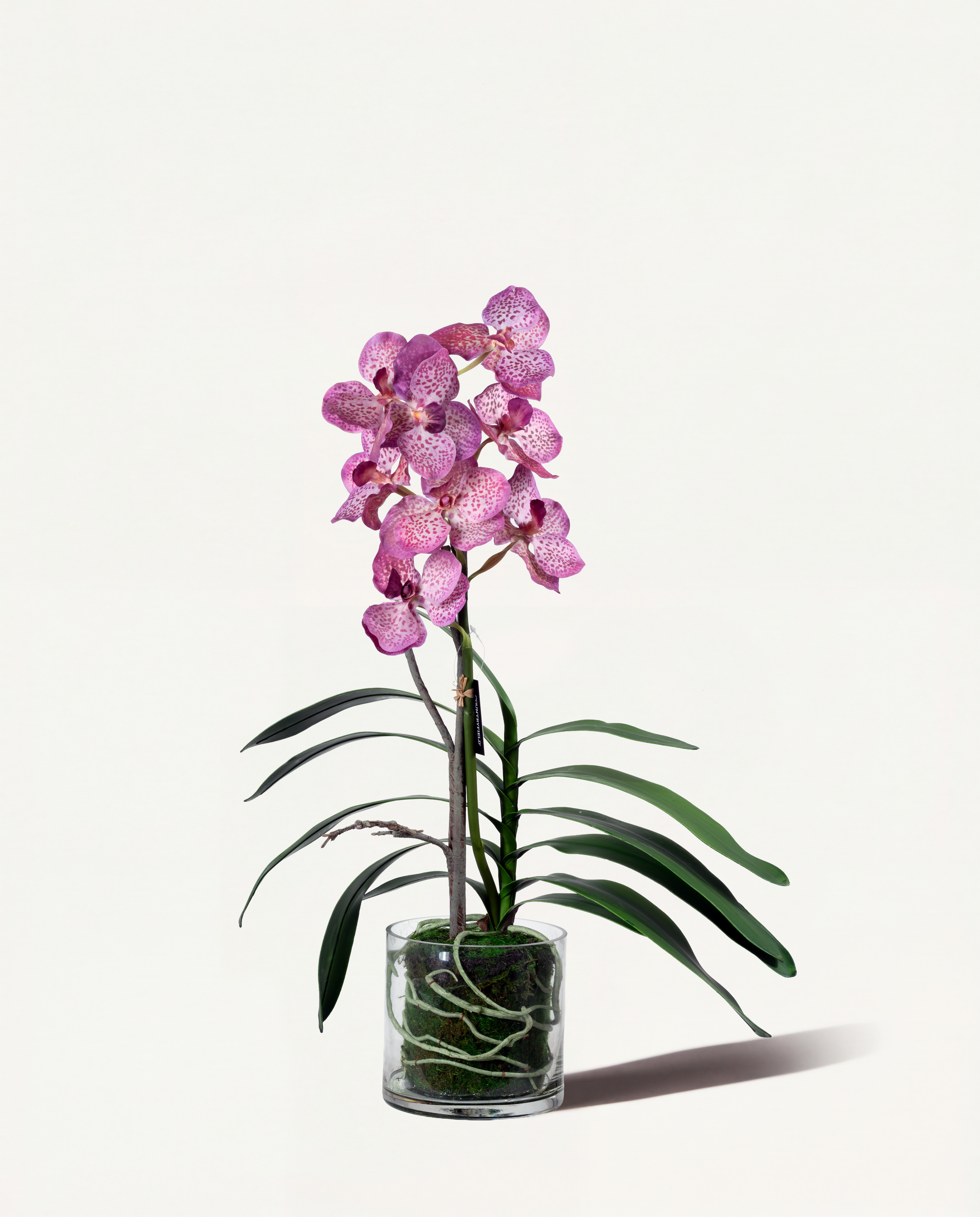 Orchidée avec vase en verre – Taille M