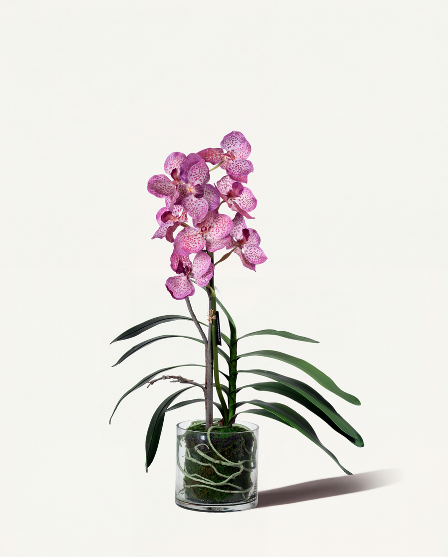 Orchidee inkl. Glasvase - Grösse M