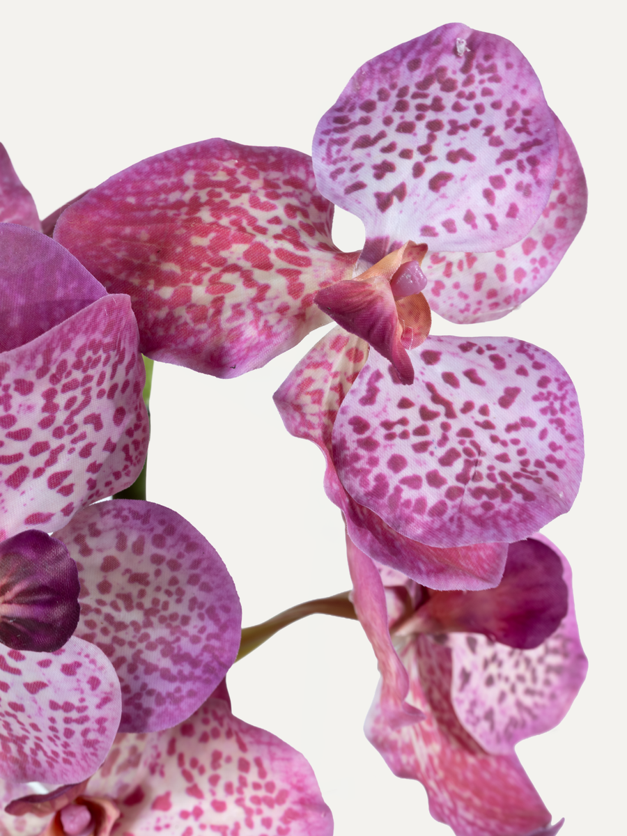Orchidee inkl. Glasvase - Grösse M