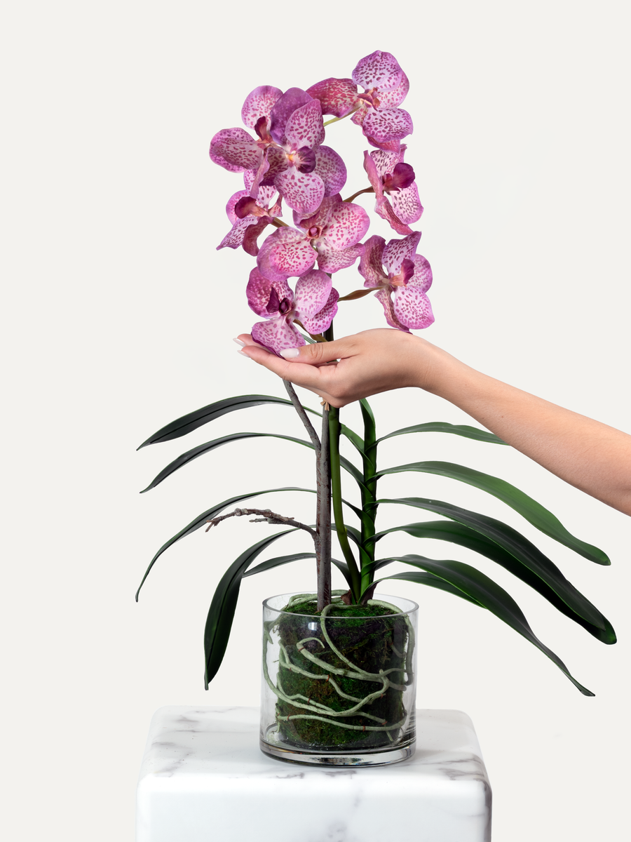 Orchidee inkl. Glasvase - Grösse M