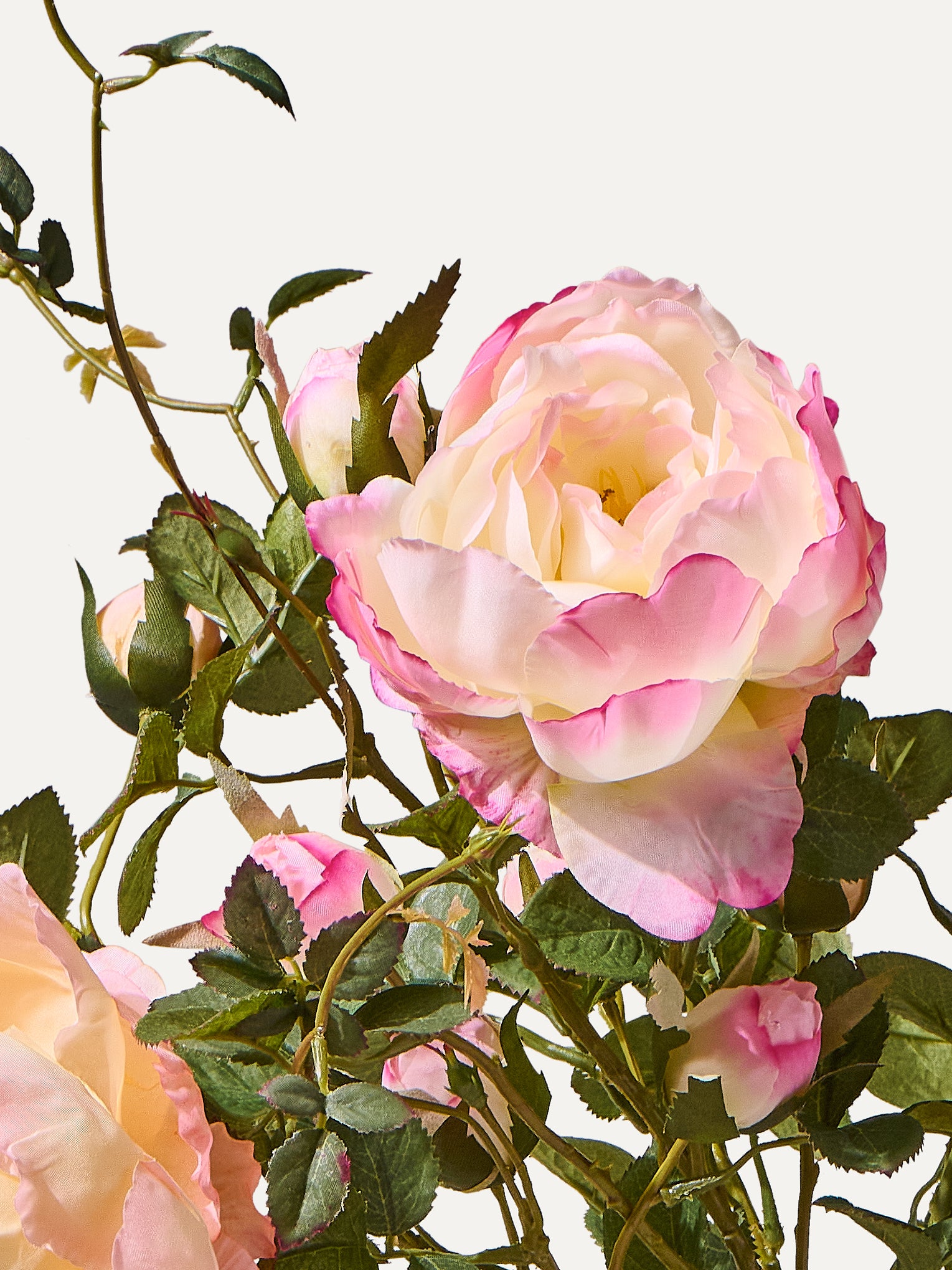 The Rosé