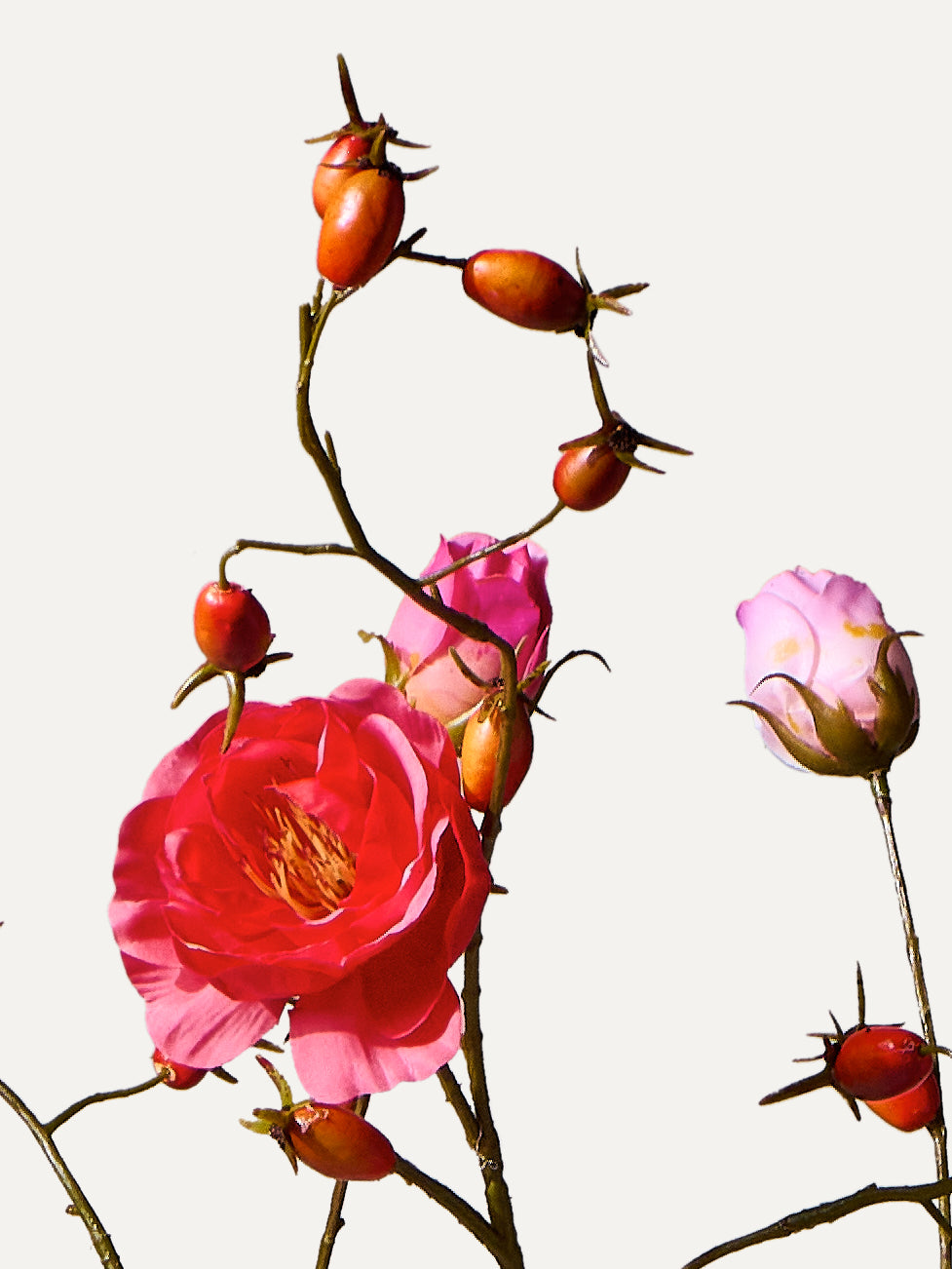 The Rosehip
