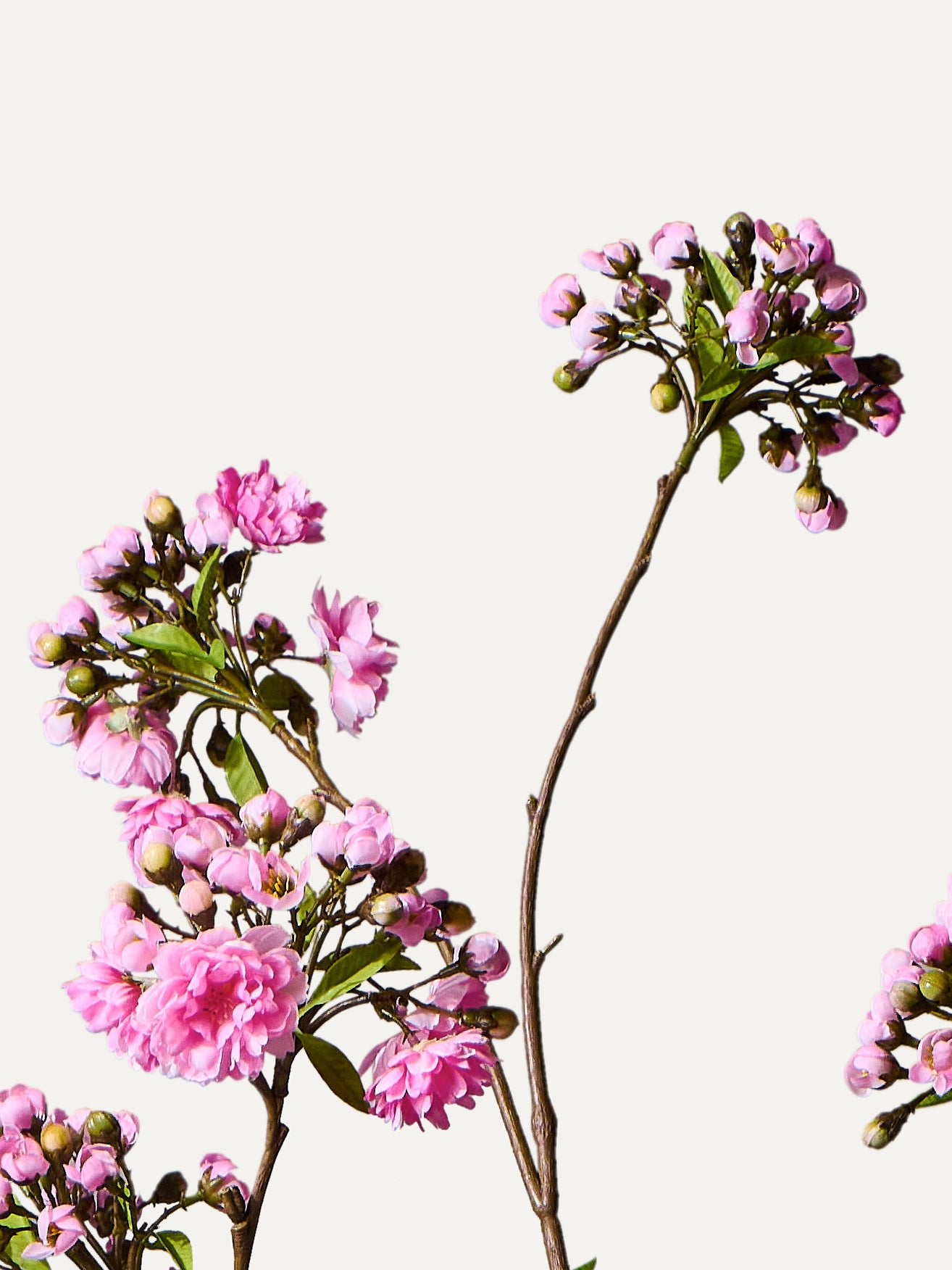 The Sakura